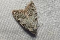 Nola confusalis