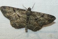Peribatodes rhomboidaria