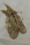 Peridea anceps