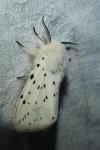 Spilosoma lubricipeda
