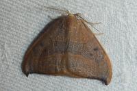 Watsonalla uncinula