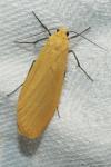 Wittia sororcula