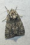 Acronicta rumicis