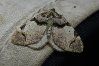 Anticlea derivata