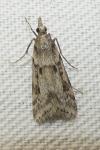 Eudonia angustea