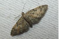 Eupithecia abbreviata