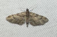 Gymnoscelis rufifasciata