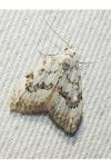 Nola confusalis