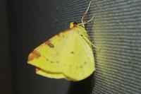 Opisthograptis luteolata