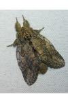 Peridea anceps