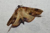 Plagodis dolabraria