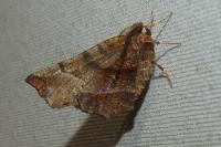 Selenia dentaria