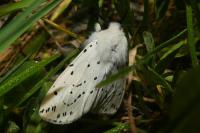 Spilosoma lubricipeda
