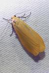 Wittia sororcula