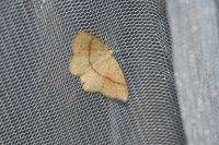 Cyclophora punctaria
