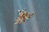Drymonia ruficornis