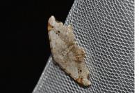 Macaria notata
