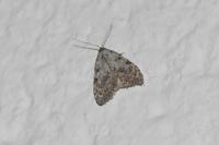 Nola confusalis