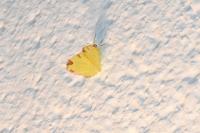Opisthograptis luteolata