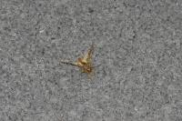 Peridea anceps