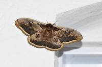 Saturnia pyri