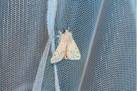 Spilosoma lubricipeda