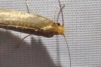 Nematopogon adansoniella
