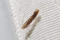 Phyllonorycter quercifoliella