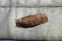 Depressaria albipunctella