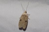 Agonopterix propinquella