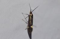 Esperia sulphurella