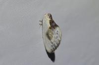 Cilix glaucata
