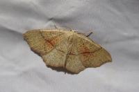 Cyclophora punctaria