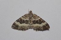 Epirrhoe alternata