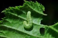 Operophtera brumata