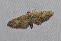 Eupithecia abbreviata