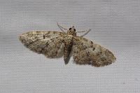 Eupithecia dodoneata