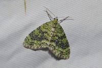 Acasis viretata