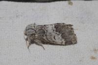 Drymonia ruficornis