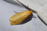 Wittia sororcula