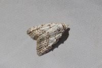 Nola confusalis