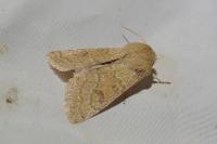 Orthosia miniosa