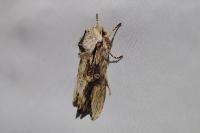 Egira conspicillaris