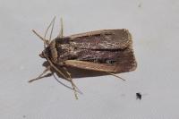 Ochropleura leucogaster
