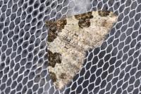 Xanthorhoe fluctuata