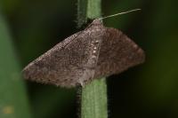 Aleucis distinctata