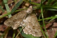 Ectropis crepuscularia