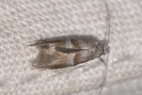 Cedestis subfasciella