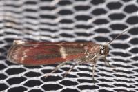 Cryptoblabes bistriga