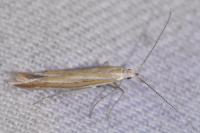 Coleophora albicosta